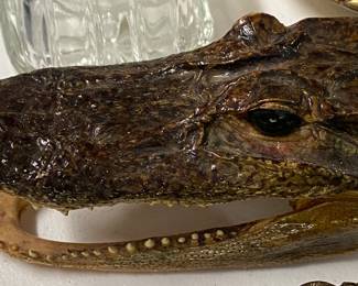 Small Crocodile Head