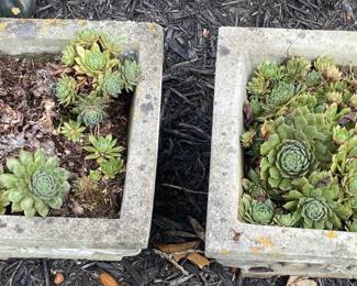 Cement Planters