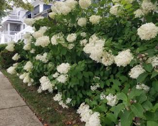 Hydrangeas