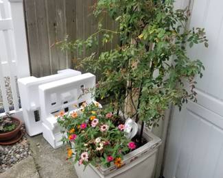 Plants