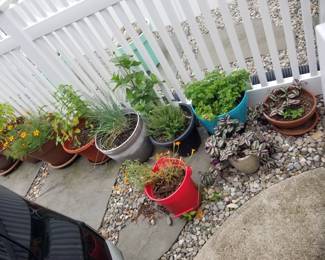 Potted plants