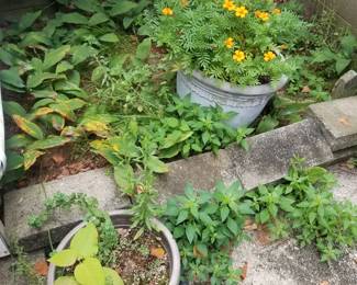 Plants
