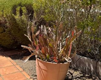 Potted plants