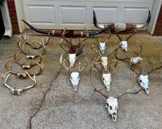 Deer horns/ skull mounts