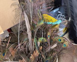 Peacock Feathers!