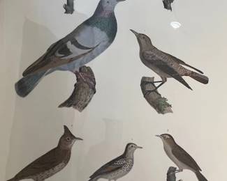Bird Lithograph 1930"s