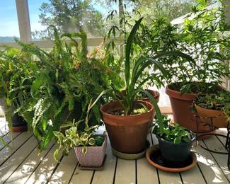 Stunning Plant Collection Perfect for Your Patio or Garden