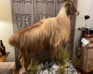 Himalayan Tahr Taxidermy - $3,200 + tax 
