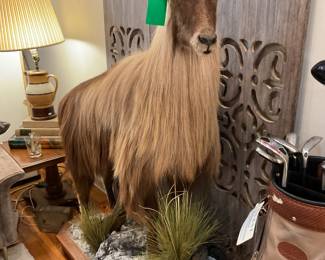 Himalayan Tahr Taxidermy - $3,200 + tax 