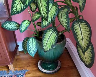 Plant with planter