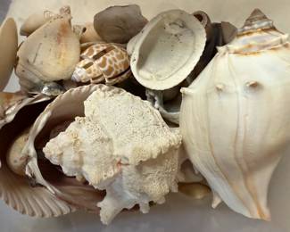 Assorted Shells