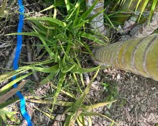 KSG102 - Over 7 Aloe Vera Plants