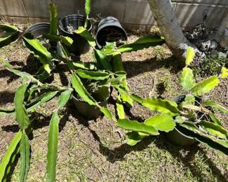 KSG103 - 5 Pots of Dragon Fruit Plants