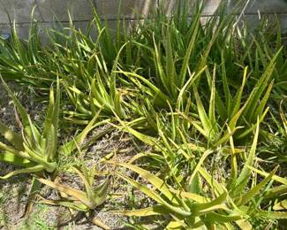 KSG101 - Over 25 Aloe Vera Plants
