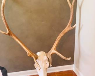 very large and fine Elk skull with 9 point rack