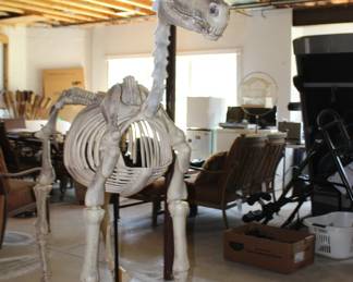 Horse Plastic Skeleton