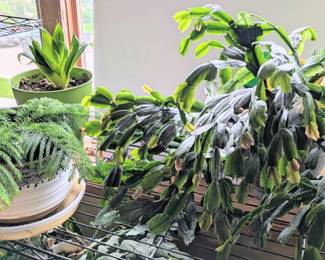 Norfolk Island pine In Ceramic Pot, Thanksgiving Cactus, Snake Plant