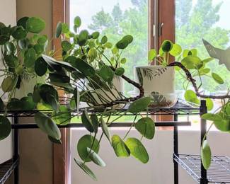Chinese Money Plants in Three Matching Pots