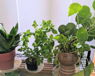 China Rose, Money Plant In Head Pot, Snake Plant