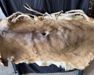 Deer Hide and Antlers