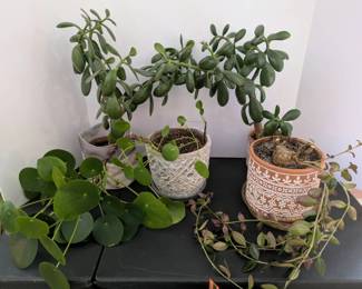 Hoya, Jade, Chinese Money Plant w Ceramic Pots