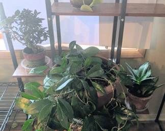 Large Wax Plant, Aluminum Plant, Chinese Money, Snake Plant