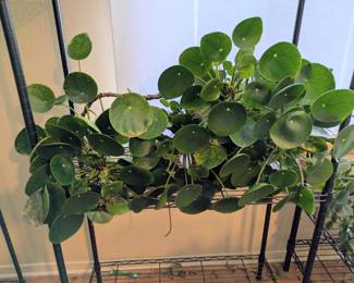 Large Chinese Money Plant In Large Blue Ceramic Pot