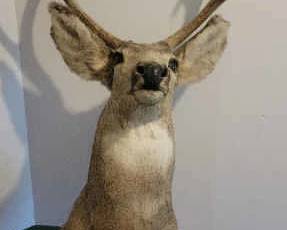 Mule Deer Mount