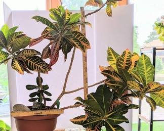 Large Variegated Croton w Bonus Succulent 