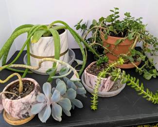 Aloe Vera, Sedum, Echeveria, Swedish Ivy