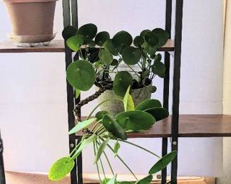 Flaming Katie, Thanksgiving Cactus, Money Snake Plants