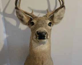 White Tail Deer Mount