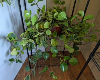 Large Baby Rubber Plant in Large Brown Ceramic Pot
