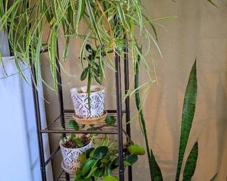 Large Snake Spider Plants with Jade  Chinese Money Plants