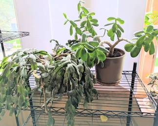 Large Thanksgiving Cactus Large Jade Plant w Striped Ceramic Pot