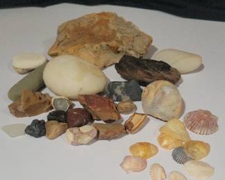 Rocks Shells