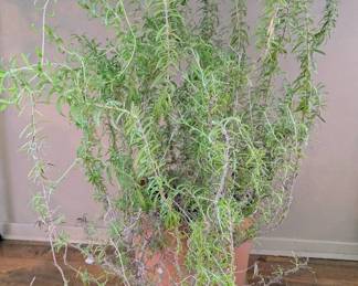 Large Rosemary Bush