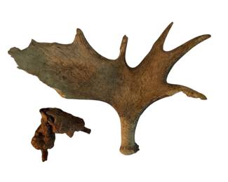 Moose Antler Large Tree Burl