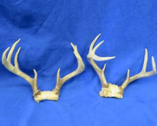Lot 133. Two sets of 8-point antlers