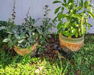 SUCCULENT IN ROSEVILLE POTS