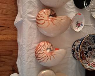 CHAMBERED  NAUTILUS