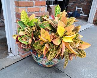 MEX POT AND HEALTHY CROTON