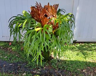 STAHGHORN FERN SITTING IN A BIRD BATH