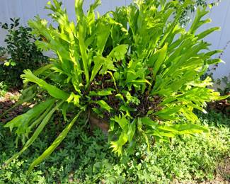 LARGE BIRD'S NEST FERN  SITTING ON A POT THAT HAS A CHAIN FOR HANGING TOO