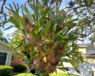 LARGE STAGHORN HANGING IN A TREE