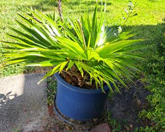 PALM GROWING IN A POT