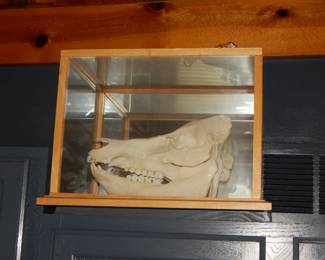 Boar Skull