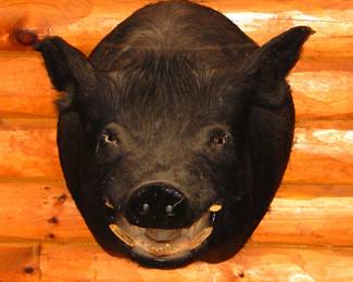 Massive Shoulder Mount Boar Head 33"
