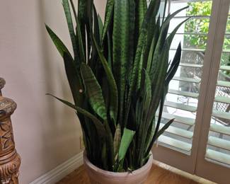 Large beautiful Snake plant or also called Mother in laws tongue.
Botanical name is Dracaena Trifasciata 4ft 9" tall