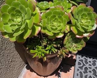 Succulents in pot